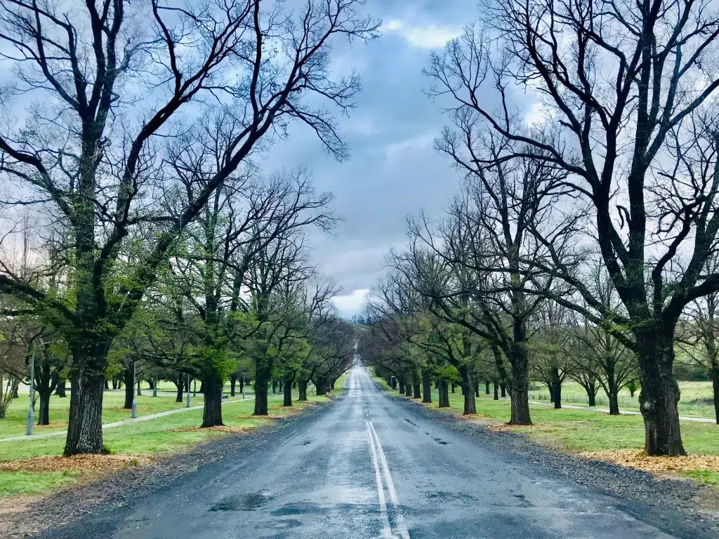 Gray asphalt road between trees.