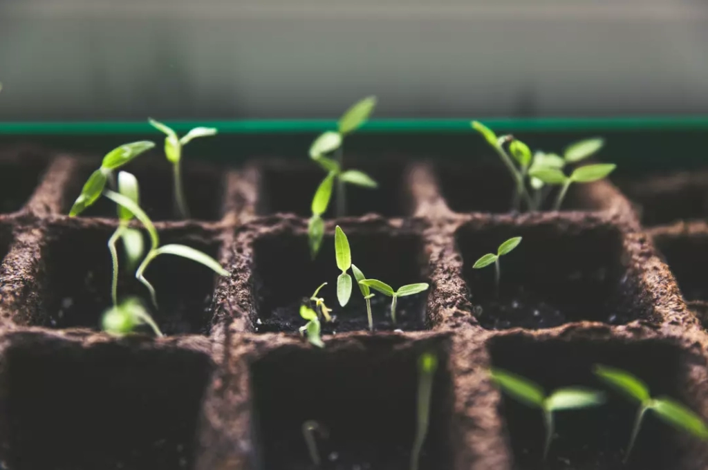 Seedlings that represent investment options.